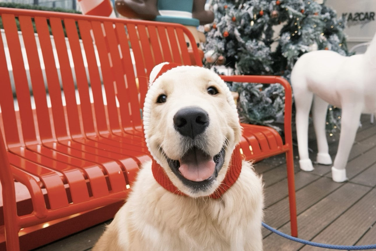 Dog Clothes for Dogs