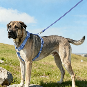 The Barely-There Harness