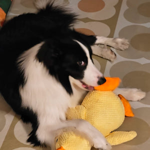Quack. Squeak. Repeat.