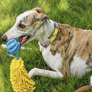 Elastic Tug Dog Molar Toy